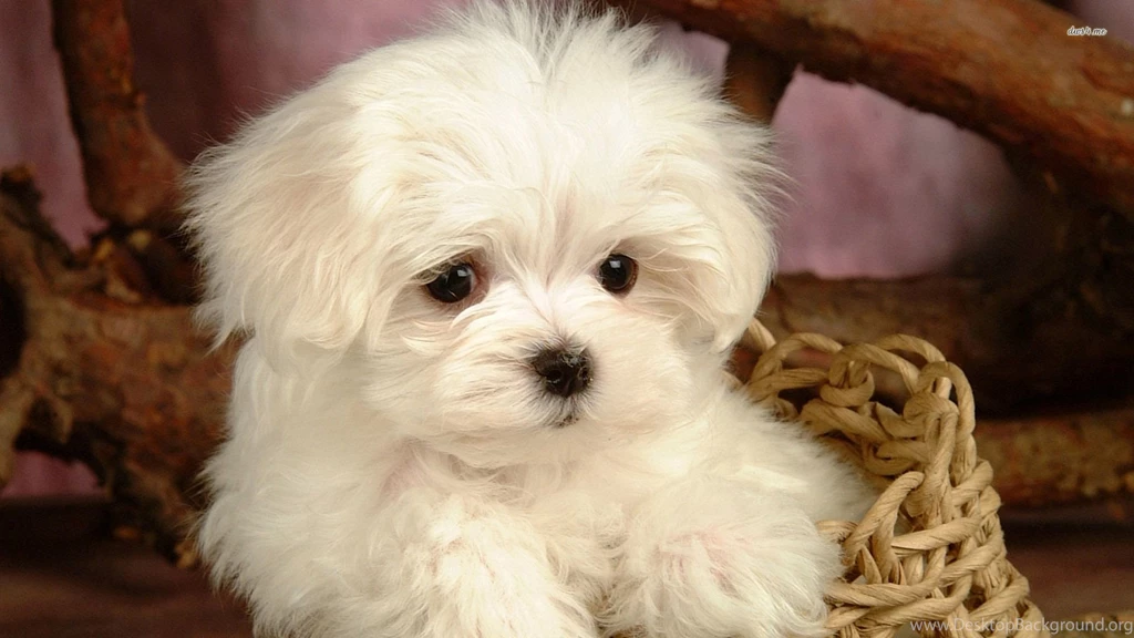 Cute Maltese Puppy Wallpapers Animal Wallpapers
