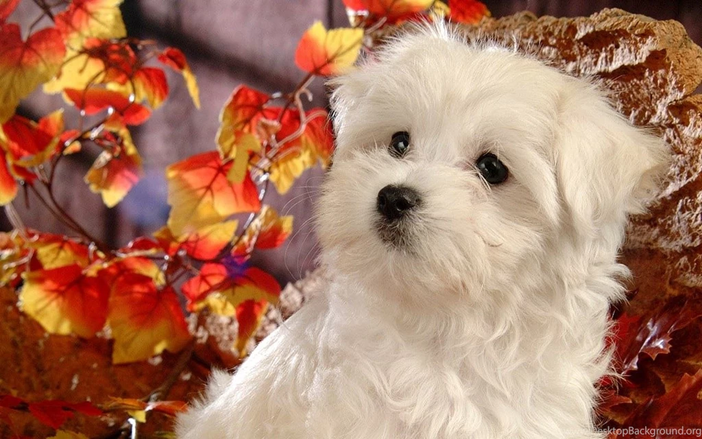 Cute White Maltese Dog Wallpapers High Resoluti