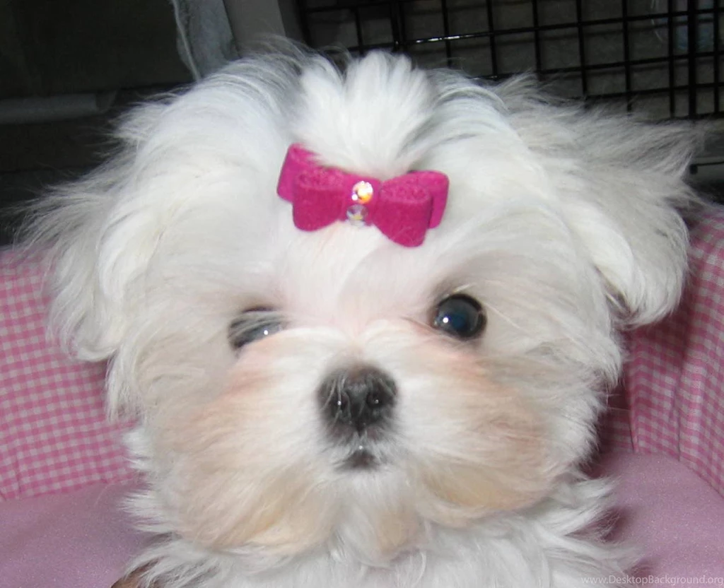 Maltese Cutie Puppies Wallpapers