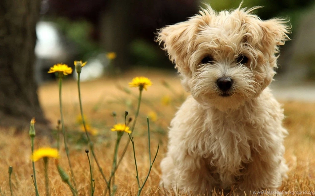 Dogs: Puppy Maltese Grass Small Dog 65 Best Wallpapers For HD 16:9 ...