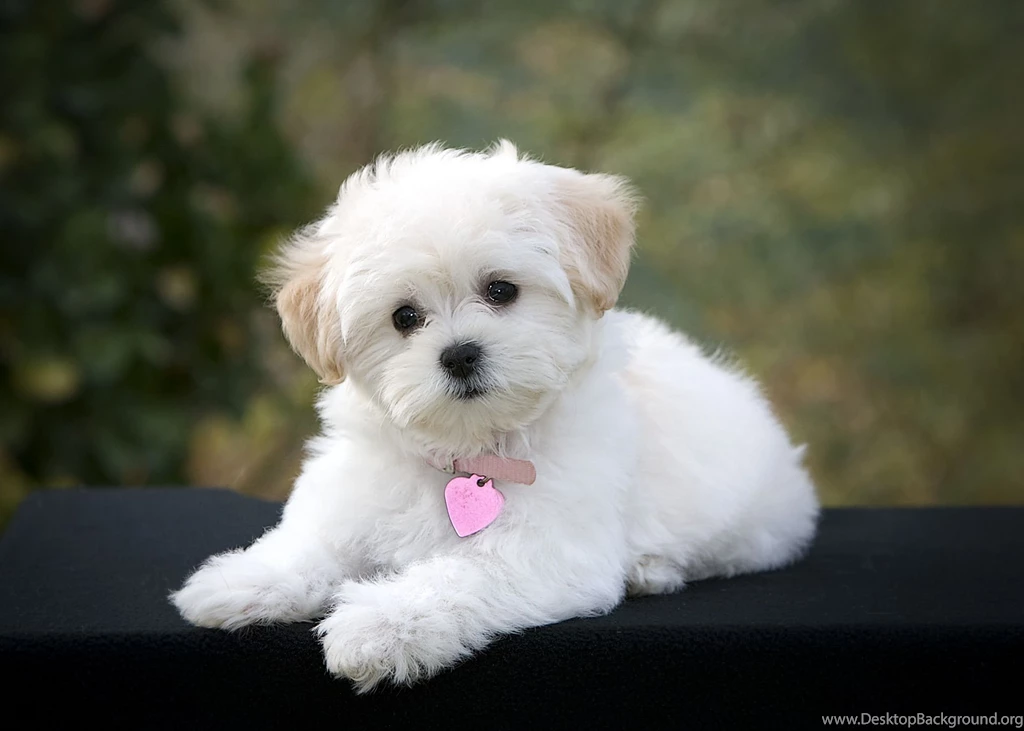 Maltese Puppies Hd Images 3 HD Wallpapers