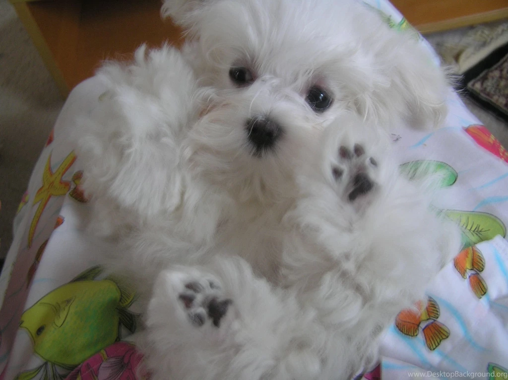 Maltese Puppies