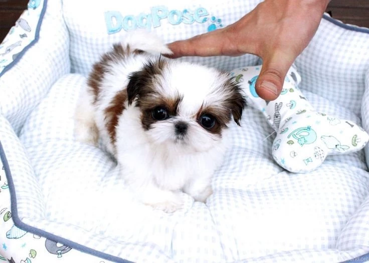 Micro Tiny Teacup Shih Tzu