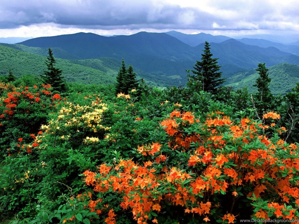 Flame Azaleas In Bloom Appalachian Trail North Carolina Flowers ...