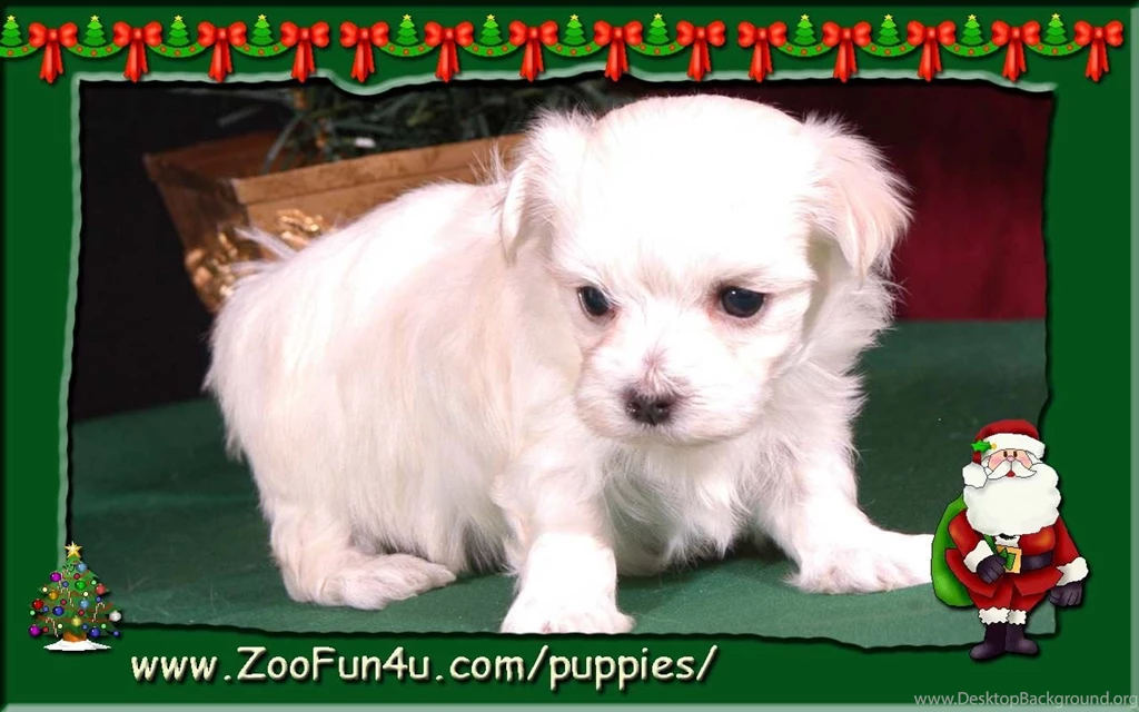 Wallpapers Puppies Christmas Screensaver Maltese Puppy 1280x800 ...