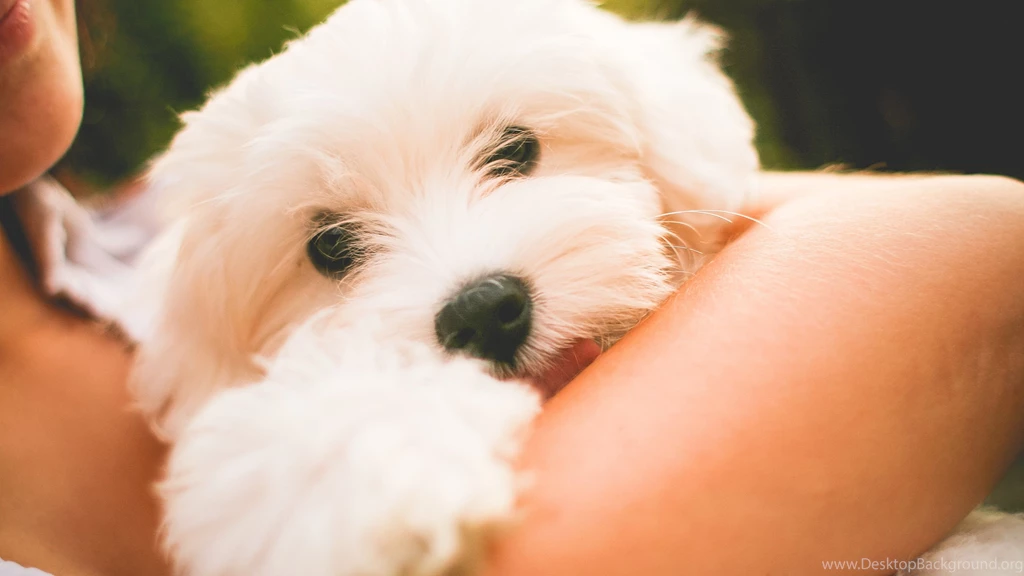 Lovely Maltese Dog Puppy Uhd Wallpapers   Ultra High Definition ...