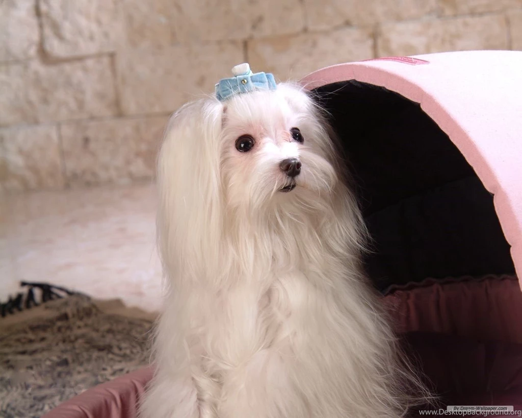 Maltese Maltese Wallpapers (14402921) Fanpop