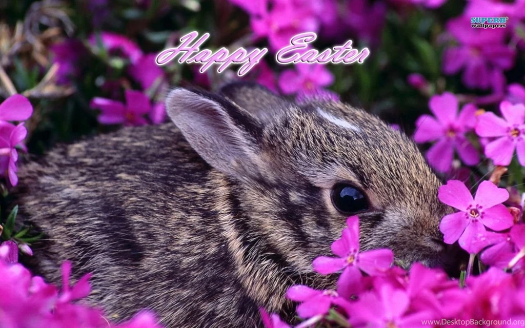 Easter Bunny Wallpapers Holiday Wallpapers
