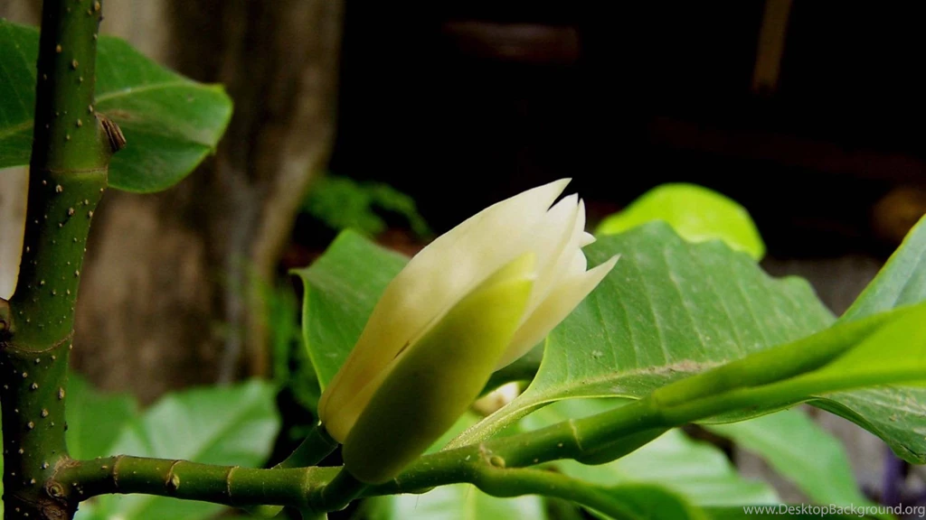 White Flowers HD Wallpapers