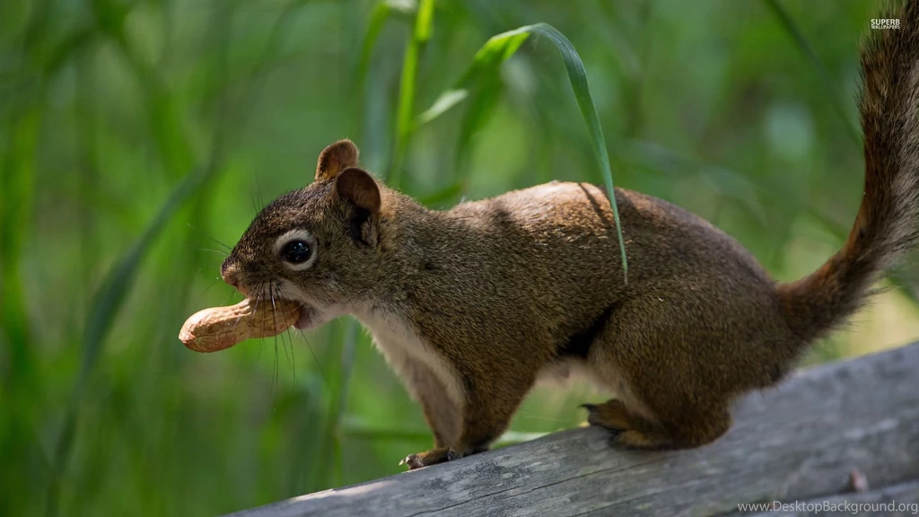 Squirrel With A Peanut Wallpapers Animal Wallpapers