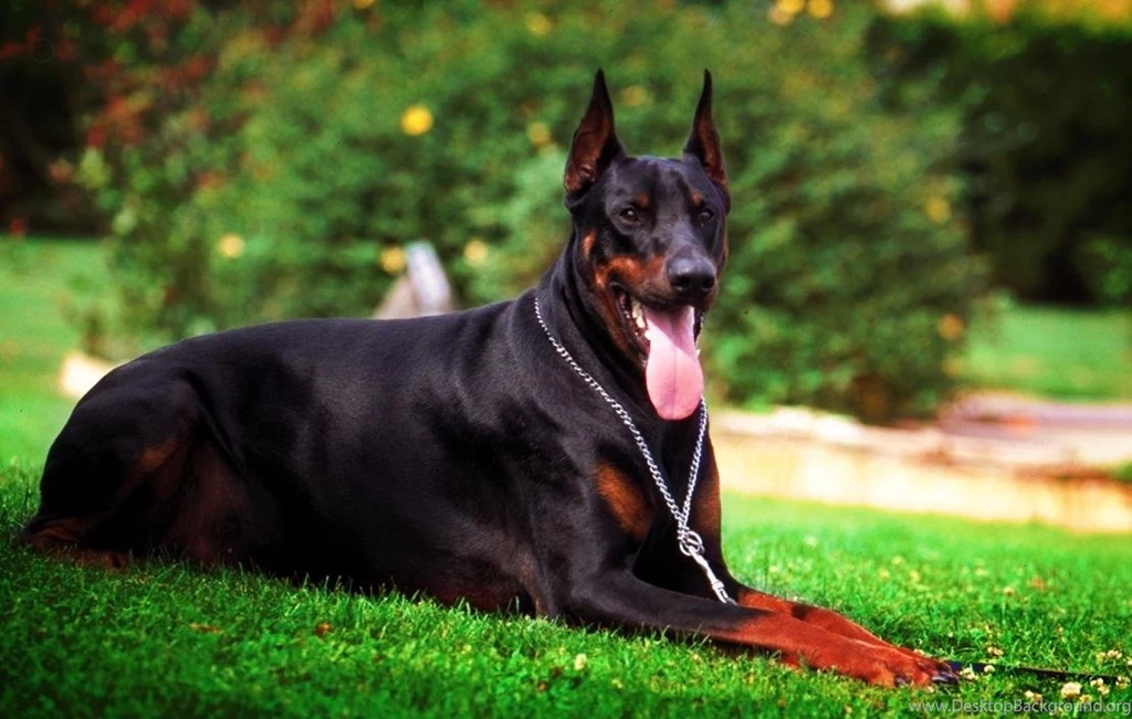 Doberman HD Wallpapers