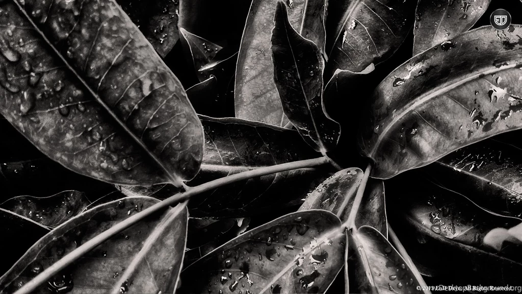 Cool Black And White Wallpapers Resolution 1920x1080 Desktop Backgrounds 157.jpg