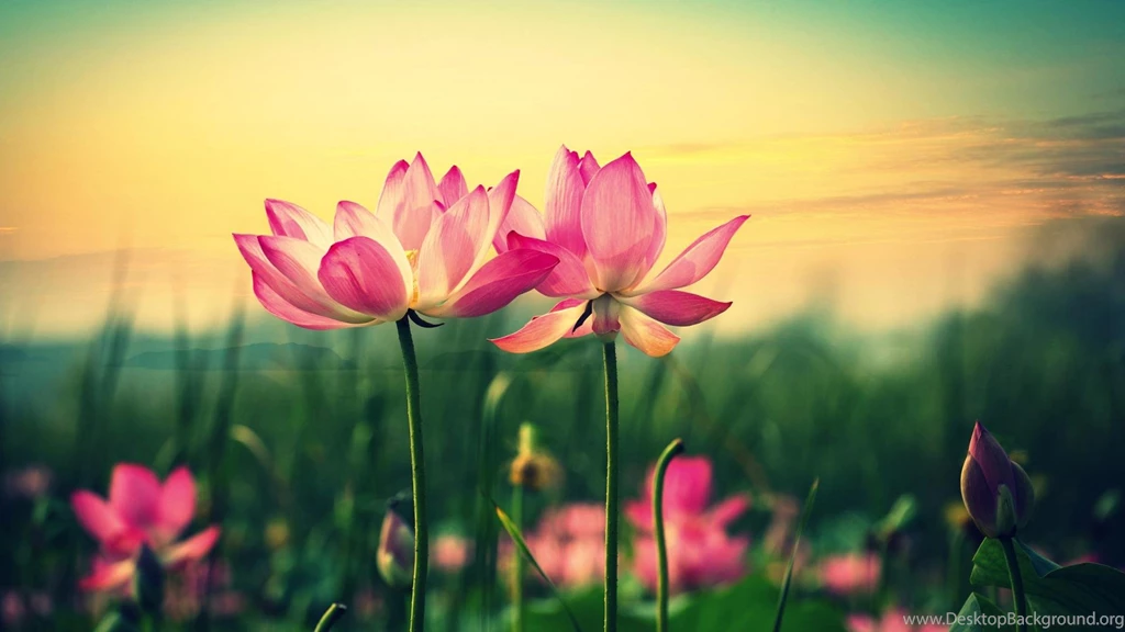 Wallpapers HD Widescreen High Quality Desktop Best HD Desktop ...