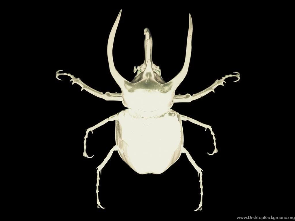 Saosin Beetle Photo By Heartless15_92