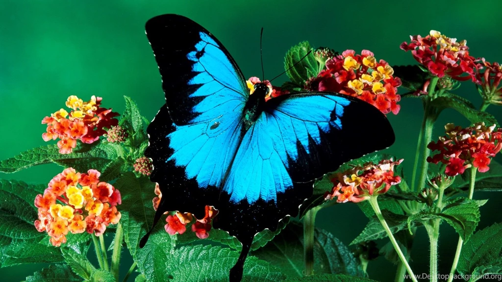 Sky Dark Color Butterfly Nice Desktop Full HD Wallpapers
