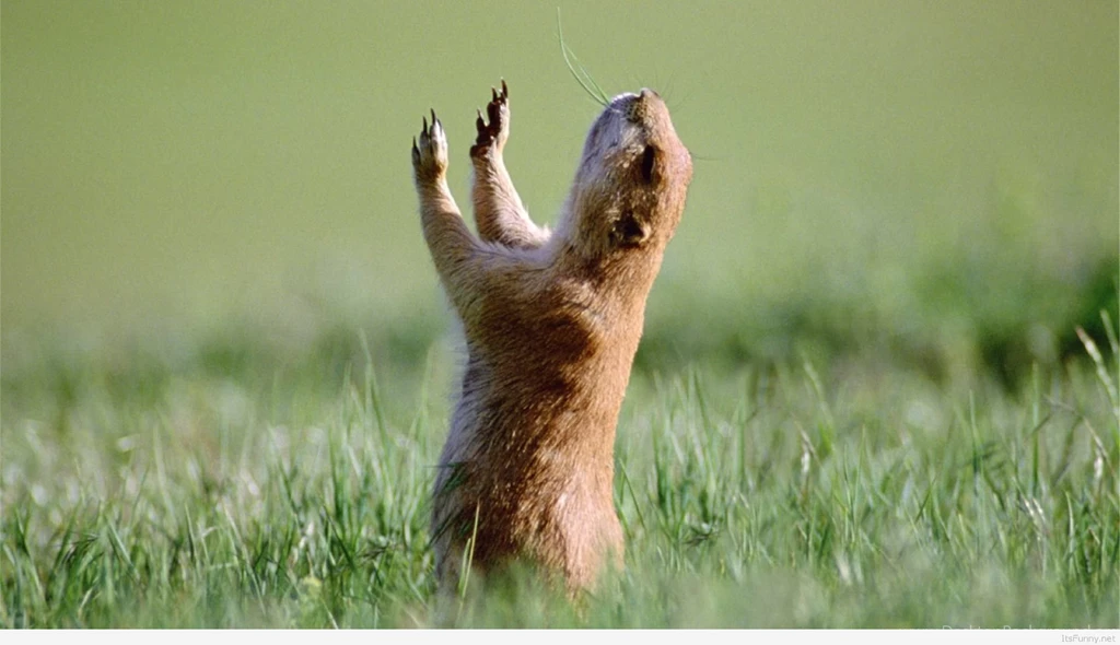 Animals cool funny squirrel wallpaper hd widescreen wallpaper.jpg