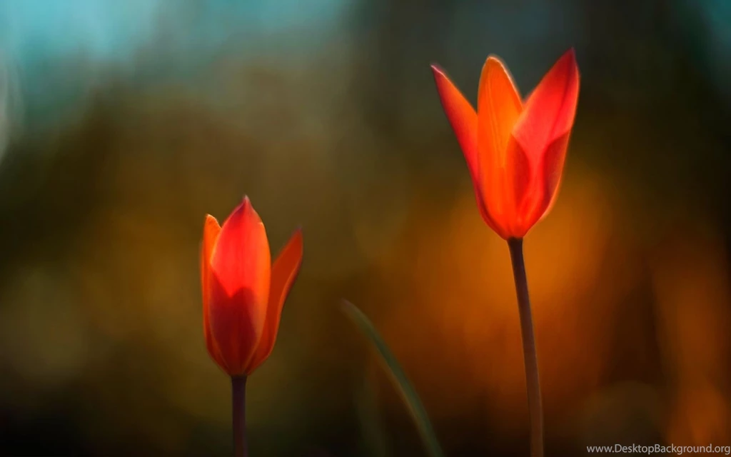 Windows 8 HD Wallpapers Flowers