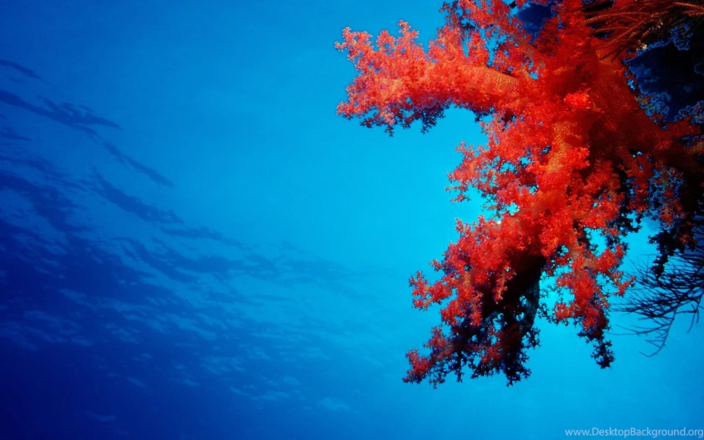 Windows 8 Consumer Preview Wallpapers