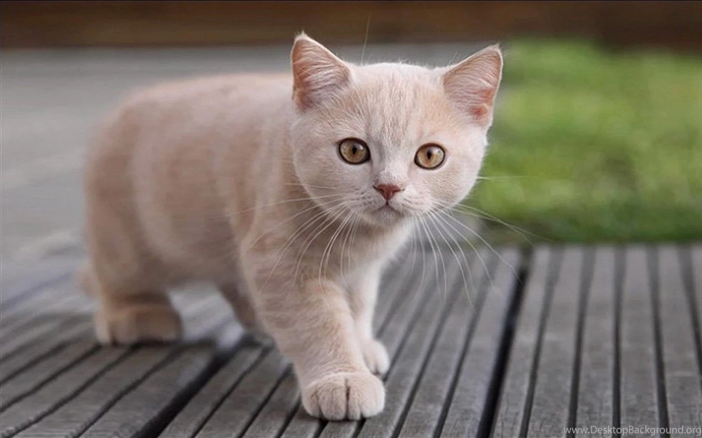 Cats Animals Macro Low Resolution Pets Wallpapers