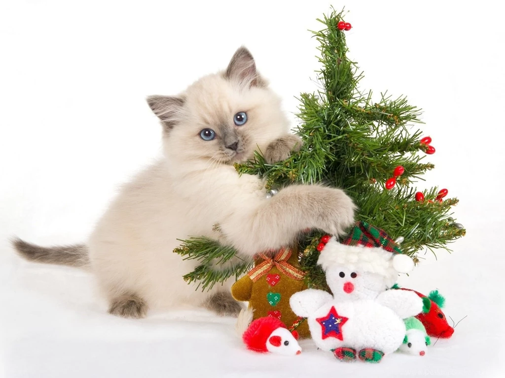 Christmas Trees Animals Cats Kittens Pets Wallpapers