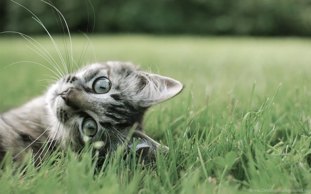 Cats Animals Sleeping Feline Kittens Pets Wallpapers