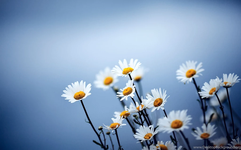 White Flowers Wallpapers