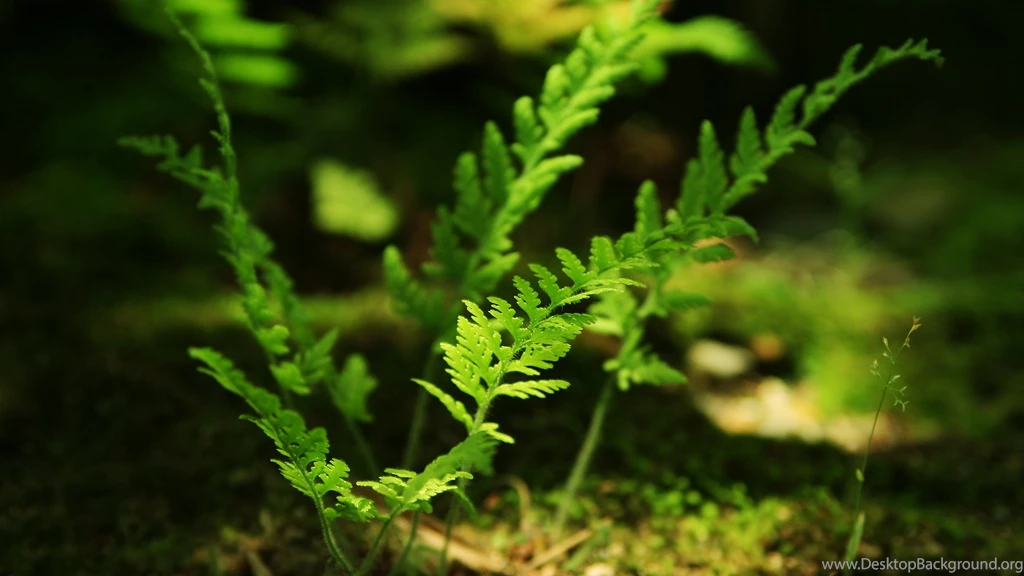 Nature Hd Wallpapers 1363544
