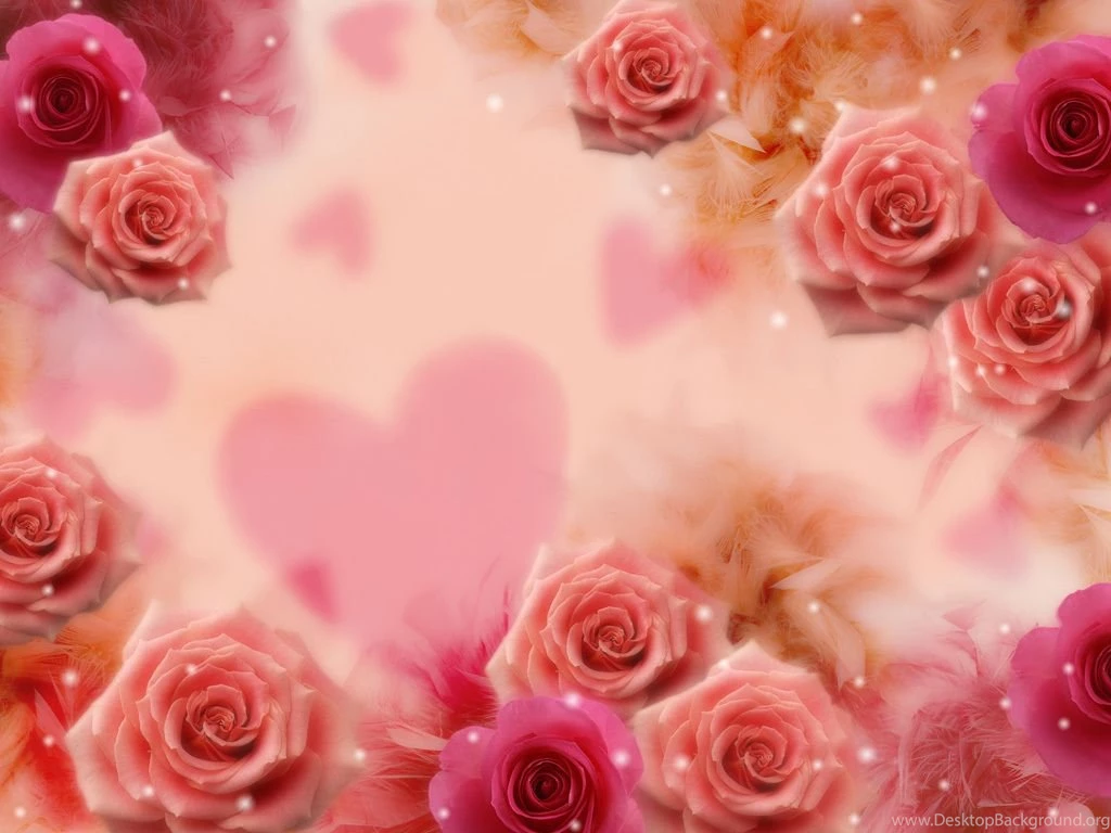 1024x768px Pink Rose Backgrounds