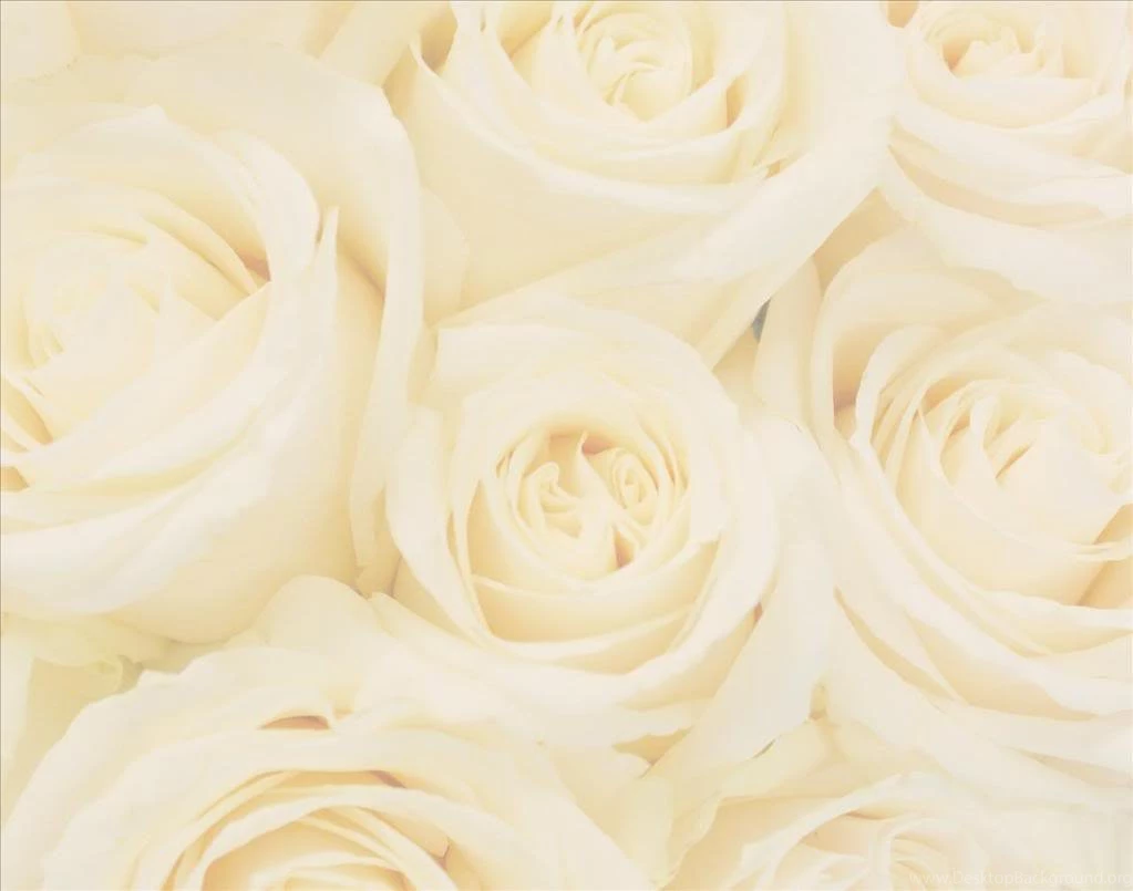 White Rose Backgrounds Wallpapers Cave