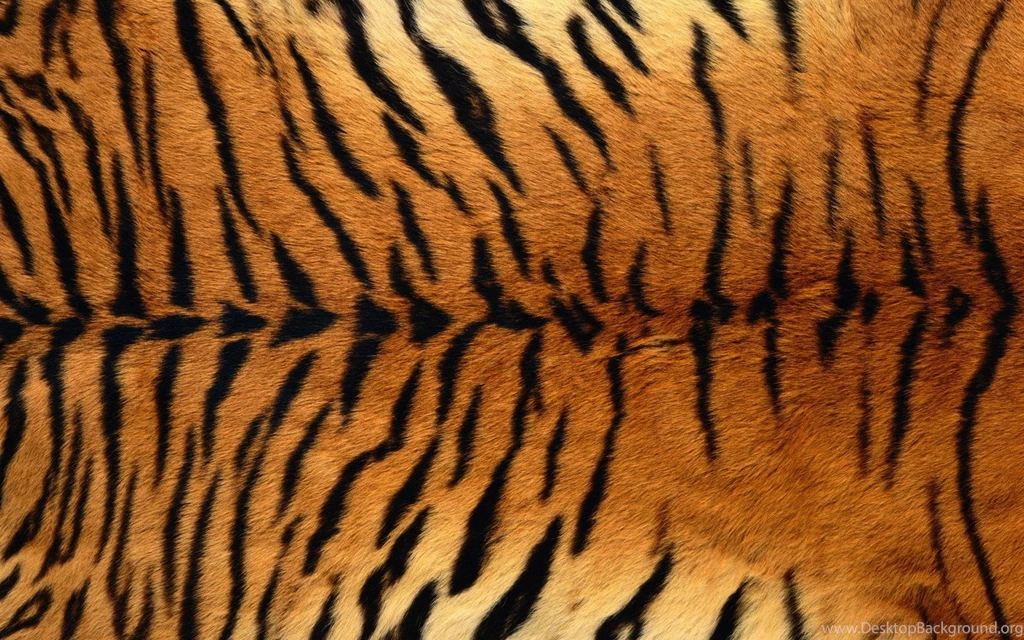 Tiger Print Wallpapers Desktop Backgrounds