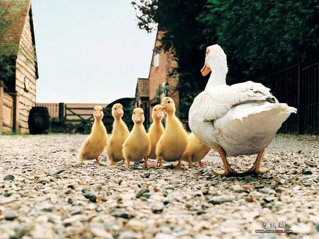 Farm Animals Collection Domestic Animals Wallpapers (5356758 ...