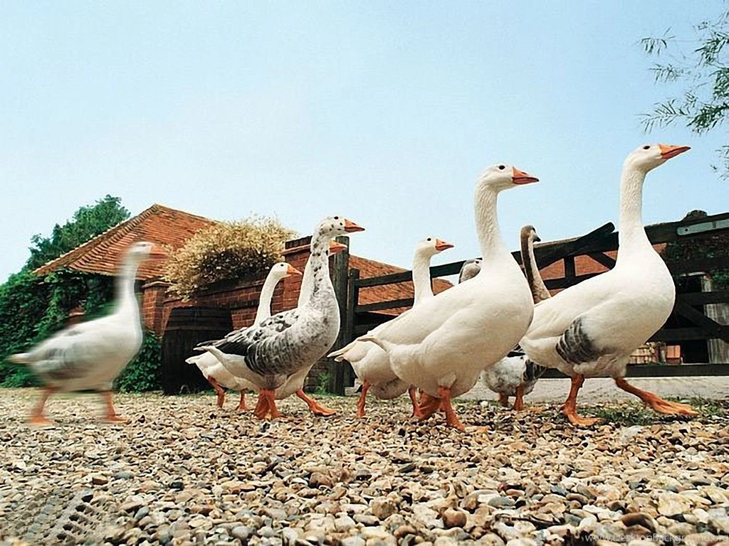 Funny Farm Animals 1600x1200 Wallpapers,Others 1600x1200 ...