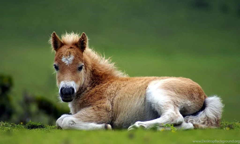 Foul With A Heart Marking   Baby Farm Animals Wallpapers