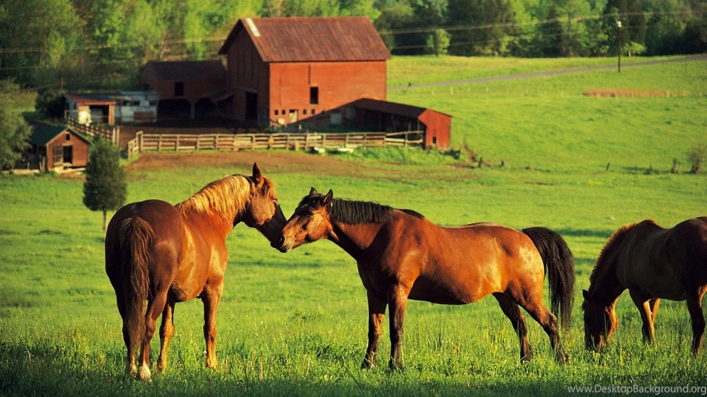 Farms Brown Horse At HD Wallpapers 1920x1080 Resolution.jpg