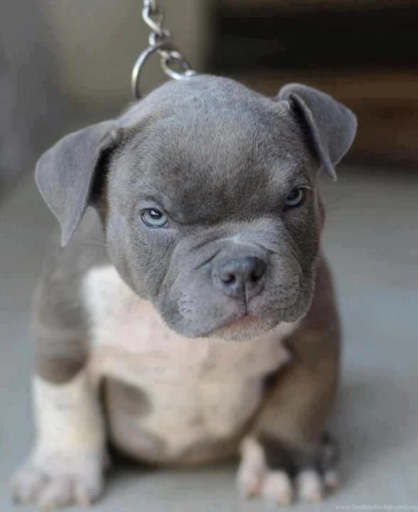 Pics of blue pits puppies.jpg