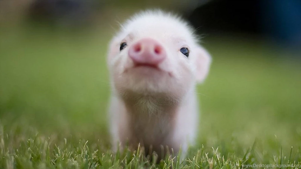 And This Little Piggy   Baby Farm Animals Wallpapers