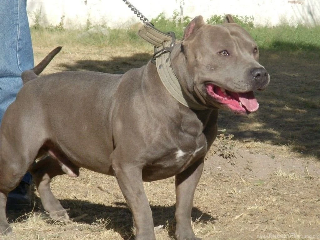 10 Things You Didn't Know About The Blue Nose Pitbull