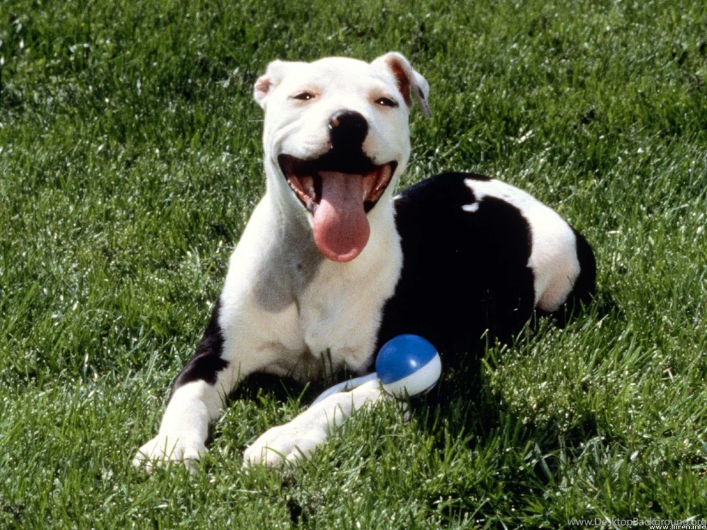 Desktop hd images of blue nose pitbull dogs.jpg