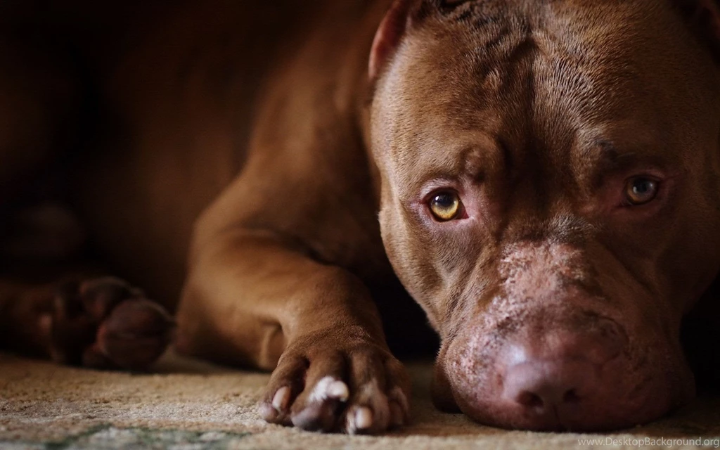Hd Blue Nose Pitbull Puppy Pictures