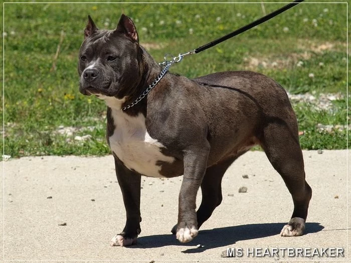 Blue Pitbull Female.jpg
