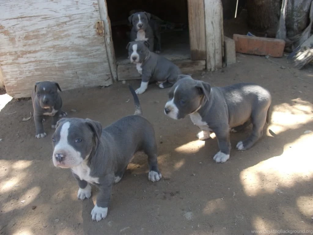 Blue Nose Pitbulls Photo By Moy_7479