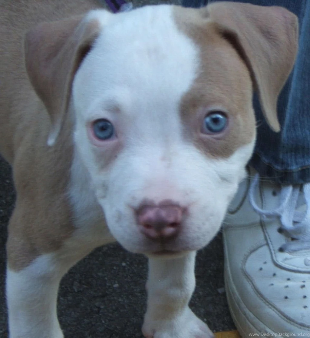 Red Nose Pitbull Puppies Photos
