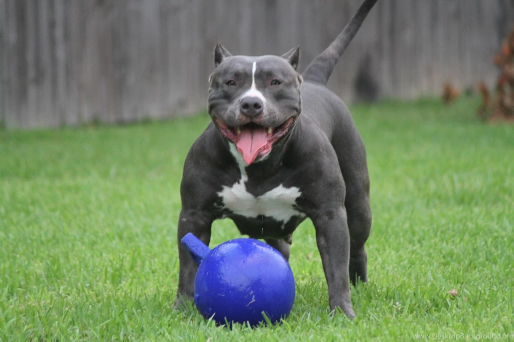 Blue Nose Pitbull Puppies Wallpapers › Gondalgandul.xyz