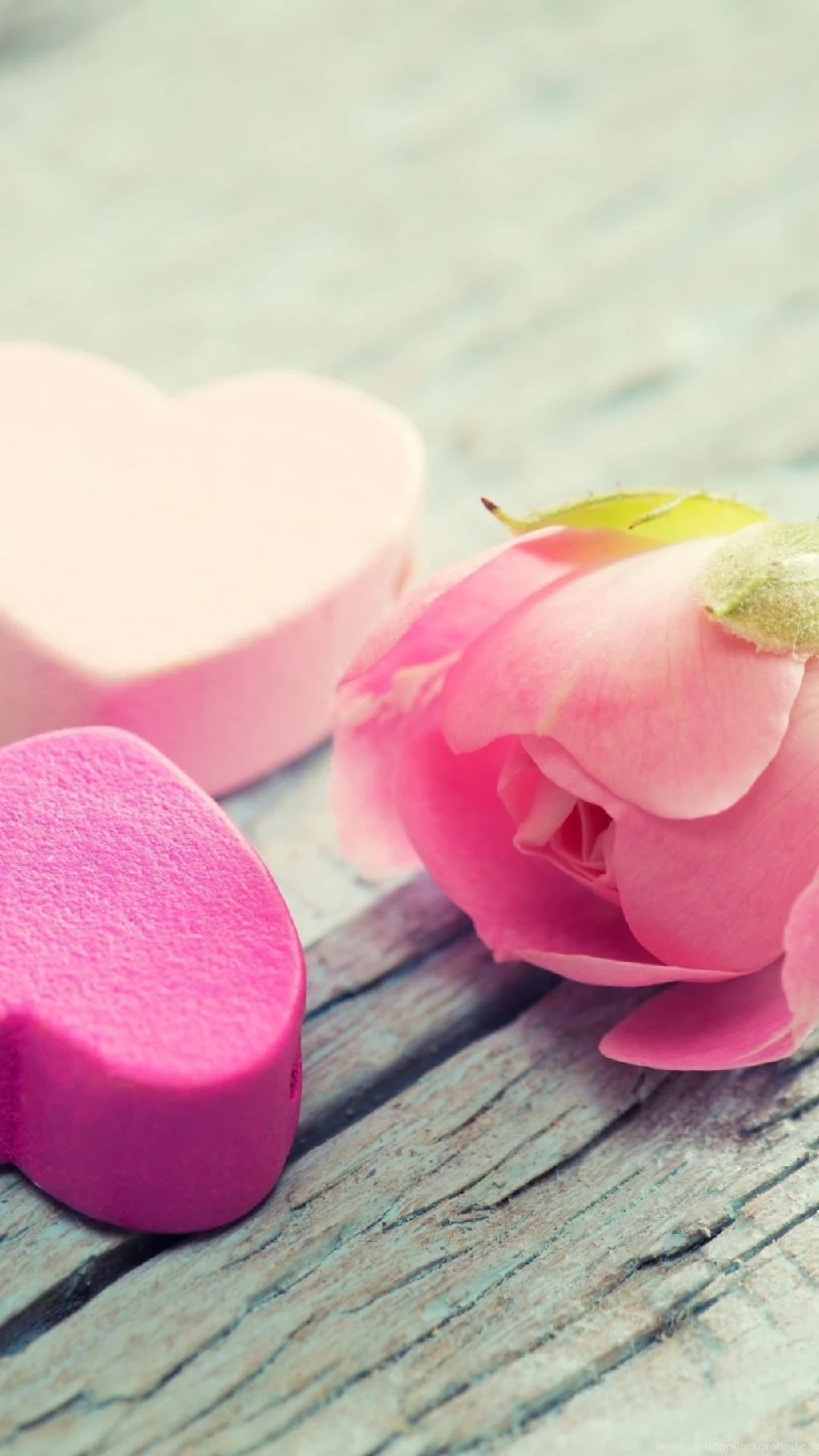 Heart Flower Tenderness Pink iPhone 6 Wallpapers Download