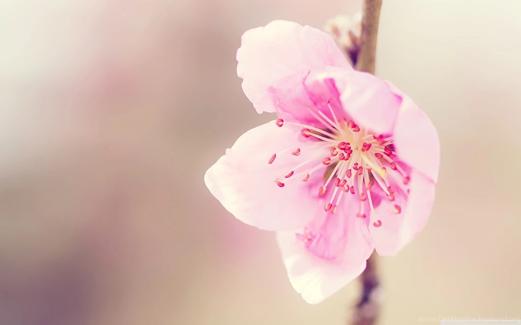 2560x1600px Pretty Wallpapers HD
