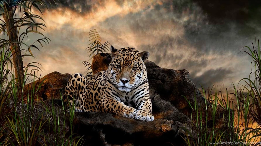 Best Leopard Wallpapers Desktop.