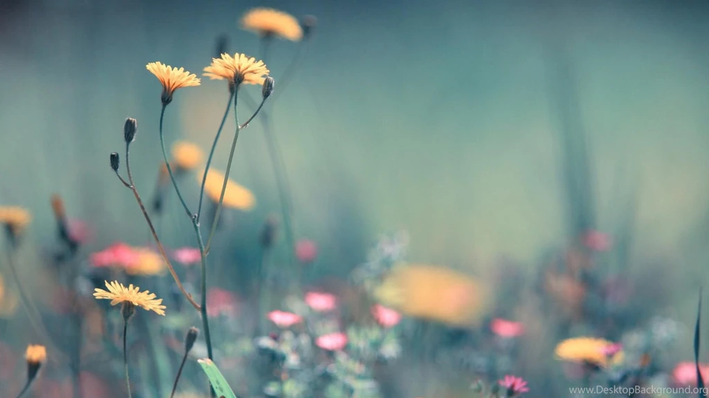 Pretty pictures for hd wallpaper.jpg