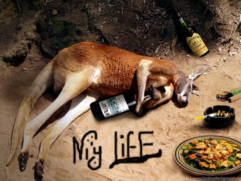 New Funny Wallpapers   HD Widescreen Wallpapers