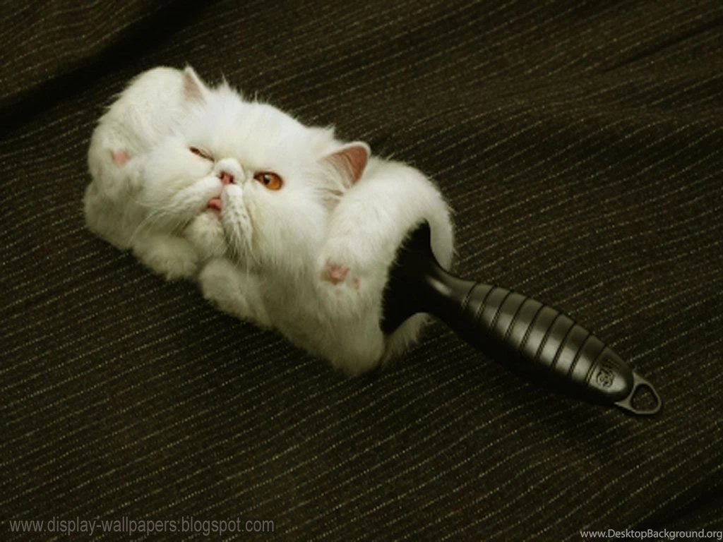 New Funny Wallpapers   Newwallpapershits.com