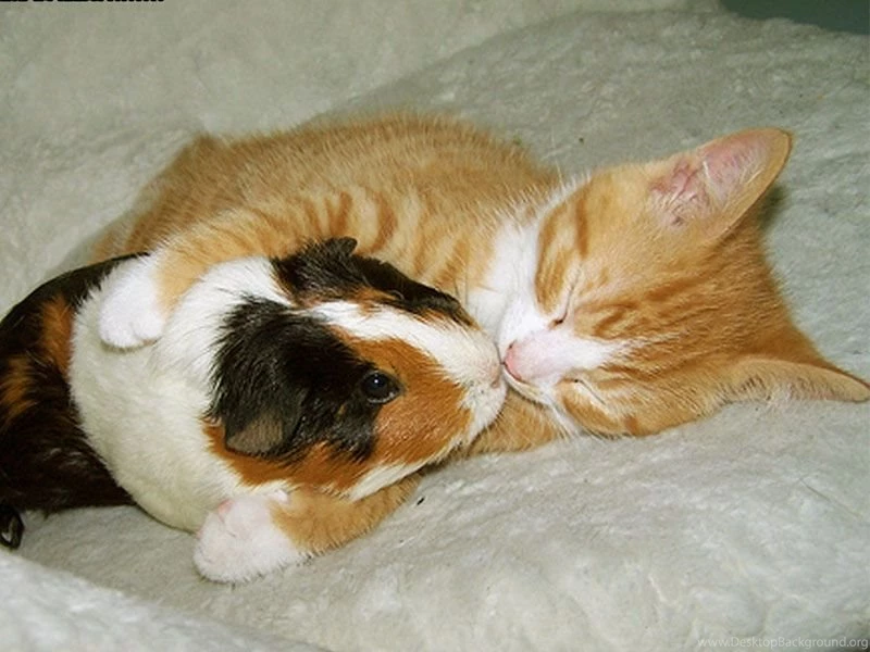 Funny Animal Wallpapers ~ Funny Images And Jokes